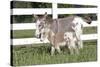 Miniature Donkey Mother with Foal in Green Pasture Grass, Middletown, Connecticut, USA-Lynn M^ Stone-Stretched Canvas