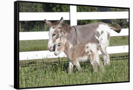 Miniature Donkey Mother with Foal in Green Pasture Grass, Middletown, Connecticut, USA-Lynn M^ Stone-Framed Stretched Canvas