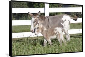 Miniature Donkey Mother with Foal in Green Pasture Grass, Middletown, Connecticut, USA-Lynn M^ Stone-Framed Stretched Canvas