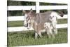 Miniature Donkey Mother with Foal in Green Pasture Grass, Middletown, Connecticut, USA-Lynn M^ Stone-Stretched Canvas