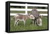 Miniature Donkey Mother with Foal in Green Pasture Grass, Middletown, Connecticut, USA-Lynn M^ Stone-Framed Stretched Canvas