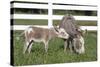 Miniature Donkey Mother with Foal in Green Pasture Grass, Middletown, Connecticut, USA-Lynn M^ Stone-Stretched Canvas