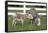 Miniature Donkey Mother with Foal in Green Pasture Grass, Middletown, Connecticut, USA-Lynn M^ Stone-Framed Stretched Canvas