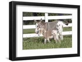 Miniature Donkey Mother with Foal in Green Pasture Grass, Middletown, Connecticut, USA-Lynn M^ Stone-Framed Premium Photographic Print