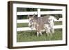 Miniature Donkey Mother with Foal in Green Pasture Grass, Middletown, Connecticut, USA-Lynn M^ Stone-Framed Photographic Print