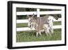 Miniature Donkey Mother with Foal in Green Pasture Grass, Middletown, Connecticut, USA-Lynn M^ Stone-Framed Photographic Print