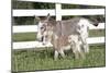 Miniature Donkey Mother with Foal in Green Pasture Grass, Middletown, Connecticut, USA-Lynn M^ Stone-Mounted Photographic Print