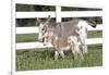 Miniature Donkey Mother with Foal in Green Pasture Grass, Middletown, Connecticut, USA-Lynn M^ Stone-Framed Photographic Print