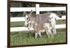 Miniature Donkey Mother with Foal in Green Pasture Grass, Middletown, Connecticut, USA-Lynn M^ Stone-Framed Photographic Print