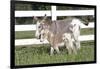 Miniature Donkey Mother with Foal in Green Pasture Grass, Middletown, Connecticut, USA-Lynn M^ Stone-Framed Photographic Print