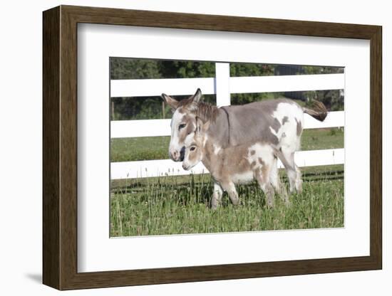 Miniature Donkey Mother with Foal in Green Pasture Grass, Middletown, Connecticut, USA-Lynn M^ Stone-Framed Photographic Print