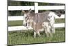 Miniature Donkey Mother with Foal in Green Pasture Grass, Middletown, Connecticut, USA-Lynn M^ Stone-Mounted Photographic Print