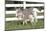 Miniature Donkey Mother with Foal in Green Pasture Grass, Middletown, Connecticut, USA-Lynn M^ Stone-Mounted Photographic Print