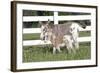 Miniature Donkey Mother with Foal in Green Pasture Grass, Middletown, Connecticut, USA-Lynn M^ Stone-Framed Photographic Print