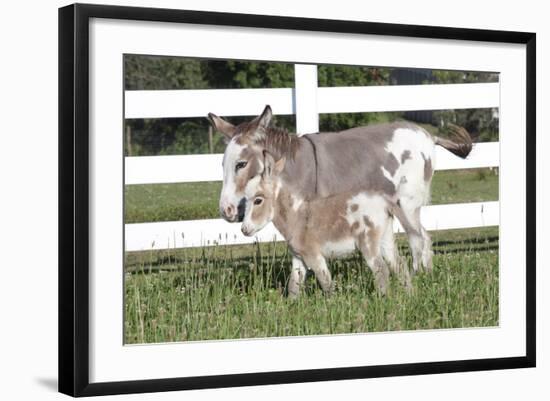 Miniature Donkey Mother with Foal in Green Pasture Grass, Middletown, Connecticut, USA-Lynn M^ Stone-Framed Photographic Print