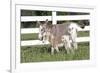 Miniature Donkey Mother with Foal in Green Pasture Grass, Middletown, Connecticut, USA-Lynn M^ Stone-Framed Photographic Print