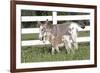 Miniature Donkey Mother with Foal in Green Pasture Grass, Middletown, Connecticut, USA-Lynn M^ Stone-Framed Photographic Print