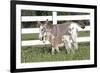 Miniature Donkey Mother with Foal in Green Pasture Grass, Middletown, Connecticut, USA-Lynn M^ Stone-Framed Photographic Print