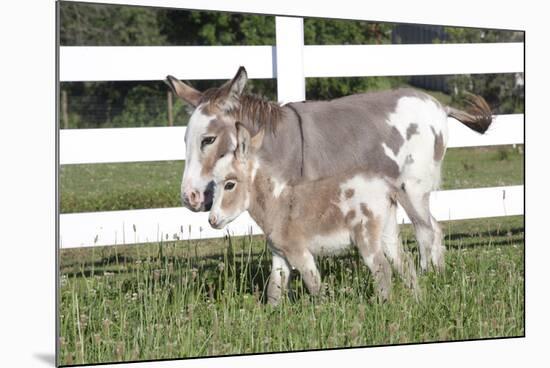 Miniature Donkey Mother with Foal in Green Pasture Grass, Middletown, Connecticut, USA-Lynn M^ Stone-Mounted Photographic Print