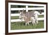 Miniature Donkey Mother with Foal in Green Pasture Grass, Middletown, Connecticut, USA-Lynn M^ Stone-Framed Photographic Print