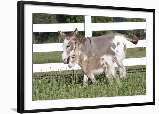 Miniature Donkey Mother with Foal in Green Pasture Grass, Middletown, Connecticut, USA-Lynn M^ Stone-Framed Photographic Print