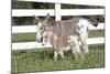 Miniature Donkey Mother with Foal in Green Pasture Grass, Middletown, Connecticut, USA-Lynn M^ Stone-Mounted Photographic Print