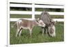 Miniature Donkey Mother with Foal in Green Pasture Grass, Middletown, Connecticut, USA-Lynn M^ Stone-Framed Photographic Print