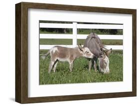 Miniature Donkey Mother with Foal in Green Pasture Grass, Middletown, Connecticut, USA-Lynn M^ Stone-Framed Photographic Print