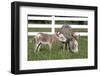 Miniature Donkey Mother with Foal in Green Pasture Grass, Middletown, Connecticut, USA-Lynn M^ Stone-Framed Photographic Print