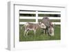 Miniature Donkey Mother with Foal in Green Pasture Grass, Middletown, Connecticut, USA-Lynn M^ Stone-Framed Photographic Print