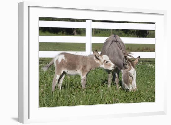 Miniature Donkey Mother with Foal in Green Pasture Grass, Middletown, Connecticut, USA-Lynn M^ Stone-Framed Photographic Print