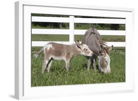 Miniature Donkey Mother with Foal in Green Pasture Grass, Middletown, Connecticut, USA-Lynn M^ Stone-Framed Photographic Print