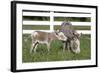 Miniature Donkey Mother with Foal in Green Pasture Grass, Middletown, Connecticut, USA-Lynn M^ Stone-Framed Photographic Print