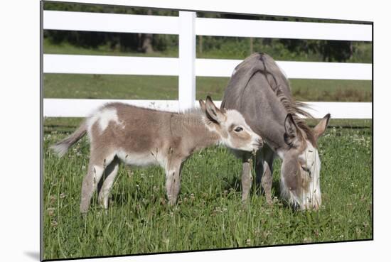 Miniature Donkey Mother with Foal in Green Pasture Grass, Middletown, Connecticut, USA-Lynn M^ Stone-Mounted Photographic Print