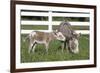 Miniature Donkey Mother with Foal in Green Pasture Grass, Middletown, Connecticut, USA-Lynn M^ Stone-Framed Photographic Print