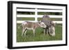 Miniature Donkey Mother with Foal in Green Pasture Grass, Middletown, Connecticut, USA-Lynn M^ Stone-Framed Photographic Print