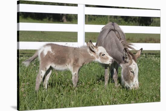 Miniature Donkey Mother with Foal in Green Pasture Grass, Middletown, Connecticut, USA-Lynn M^ Stone-Stretched Canvas