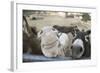 Miniature Donkeys on a Ranch in Northern California, USA-Susan Pease-Framed Photographic Print