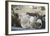 Miniature Donkeys on a Ranch in Northern California, USA-Susan Pease-Framed Photographic Print