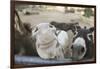 Miniature Donkeys on a Ranch in Northern California, USA-Susan Pease-Framed Premium Photographic Print