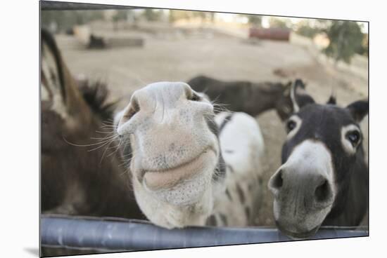 Miniature Donkeys on a Ranch in Northern California, USA-Susan Pease-Mounted Premium Photographic Print