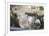 Miniature Donkeys on a Ranch in Northern California, USA-Susan Pease-Framed Photographic Print