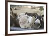 Miniature Donkeys on a Ranch in Northern California, USA-Susan Pease-Framed Photographic Print