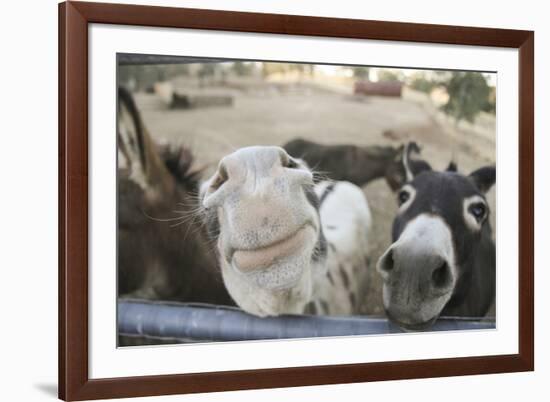 Miniature Donkeys on a Ranch in Northern California, USA-Susan Pease-Framed Photographic Print