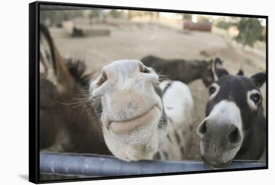 Miniature Donkeys on a Ranch in Northern California, USA-Susan Pease-Framed Stretched Canvas