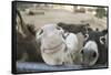 Miniature Donkeys on a Ranch in Northern California, USA-Susan Pease-Framed Stretched Canvas