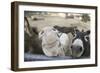 Miniature Donkeys on a Ranch in Northern California, USA-Susan Pease-Framed Photographic Print