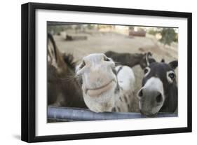 Miniature Donkeys on a Ranch in Northern California, USA-Susan Pease-Framed Photographic Print