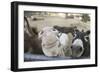 Miniature Donkeys on a Ranch in Northern California, USA-Susan Pease-Framed Photographic Print