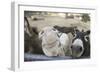 Miniature Donkeys on a Ranch in Northern California, USA-Susan Pease-Framed Photographic Print